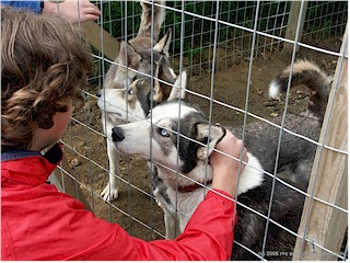[ daniel streichelt husky mit typisch blauen augen ]