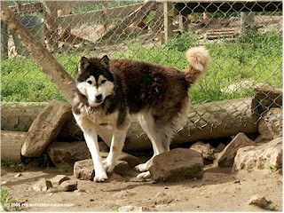[ husky mit dunklem fell ]
