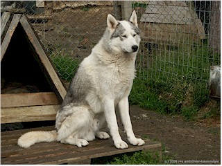 [ wunderschner husky ]