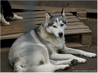 [ mutter der jungen huskies ]