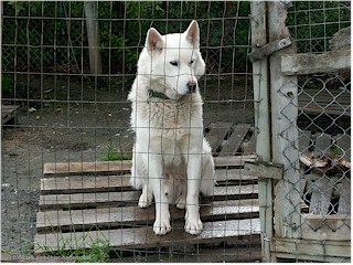 [ grosser, weisser husky ]