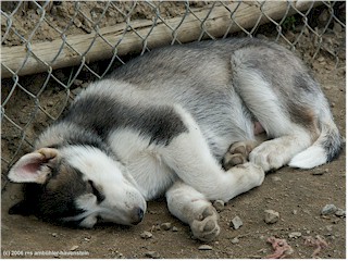 [ junger schlafender husky ]