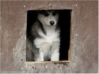 [ junger husky in hundehtte ]