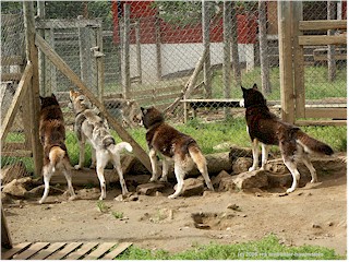 [ vier stmmige huskies ]