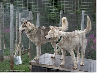 [ zwei wunderschne husky rden ]