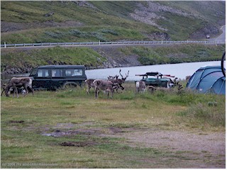 [ rentiere auf dem campingplatz kirkeporten ]