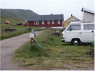 [ rentiere auf dem campingplatz kirkeporten ]