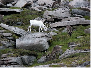 [ rentiere bei knivskjelodden ]