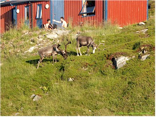 [ zwei rentiere grasen auf dem campingplatz hammerfest ]