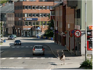[ rentier auf der hauptstrasse in hammerfest ]