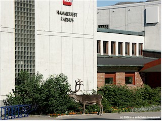 [ rentier vor dem rathaus in hammerfest ]