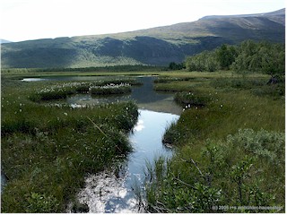 [ fluss und sumpf im gebiet des kebnekaise ]