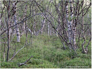 [ birkenwald zwischen nikkaluokta und ladtjojaure ]
