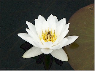 [ seerose in voller blte ]
