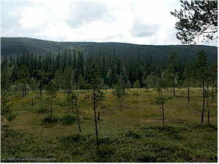 [ fulufjll nationalpark: viel wald ]