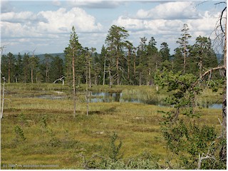 [ fulufjll nationalpark: sumpfige wiese]