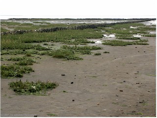 wattenmeer bei vester vedsted, DK