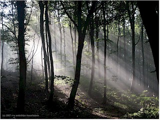 strahlen der abendsonne im wald bei mns klint