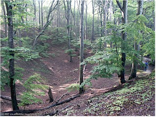 wald bei mns klint