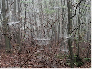 spinnennetze im wald von mns klint