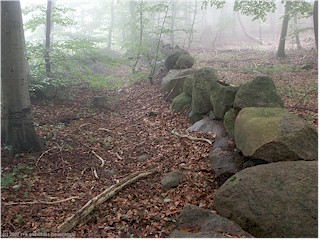steinwall im wald von mns klint