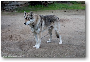 husky auf der huskyfarm "polar speed" bei sirkka, SF