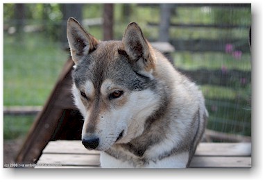 husky auf der huskyfarm "polar speed" bei sirkka, SF