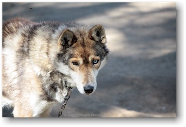 husky auf der huskyfarm "polar speed" bei sirkka, SF