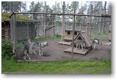 huskyfarm polar speed bei sirkka, SF