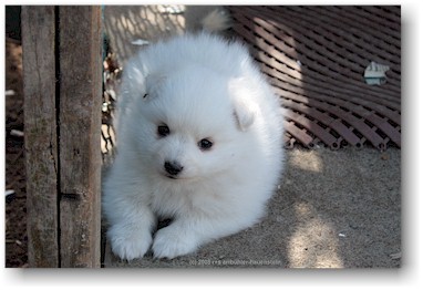 junger spitz auf der huskyfarm polar speed bei sirkka, SF