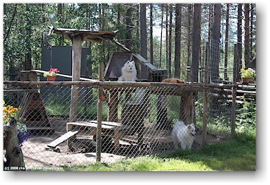 finnische spitz auf der huskyfarm polar speed bei sirkka, SF