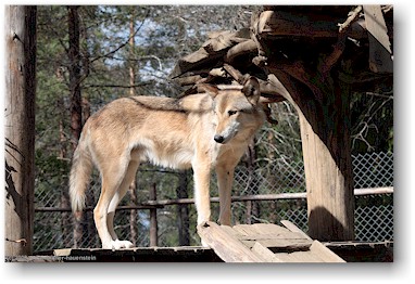 wolf auf der huskyfarm "polar speed" bei sirkka, SF