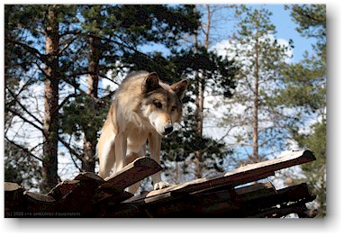 wolf auf der huskyfarm "polar speed" bei sirkka, SF