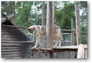 wolf auf der huskyfarm "polar speed" bei sirkka, SF