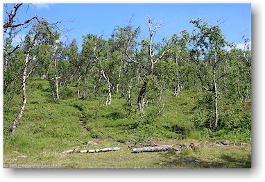lichter birkenwald