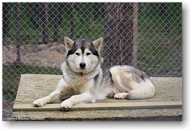 prchtiger hund auf der huskyfarm "huskygrd" bei hststern, S