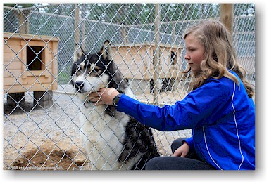 katrin krault einen hund auf der huskyfarm "huskygrd" bei hststern, S
