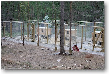hundezwinger der huskyfarm "huskygrd" bei hststern, S