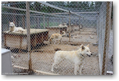 hundezwinger der huskyfarm "huskygrd" bei hststern, S