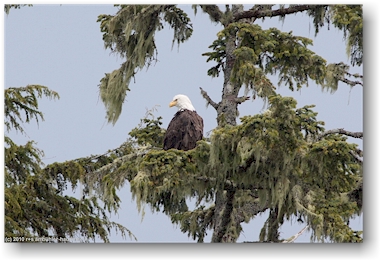 weisskopfadler (bold eagle) auf einem baum im bedwell sound bei tofino auf vancouver island