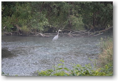 fischreiher in der fish creek wildlife site bei hyder, alaska, USA