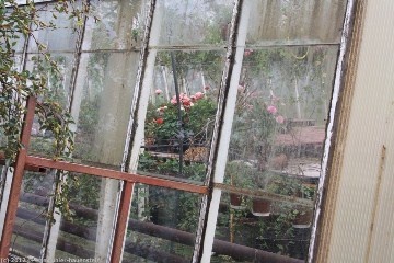 blick in ein treibhaus mit blumen in hveragerdi