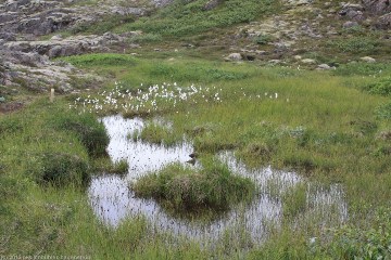 kleines moor in der naehe des hoffellsjoekull