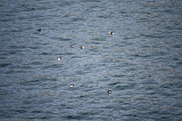 schwimmende papageitaucher (lundi) in der bucht bei hafnarholmi
