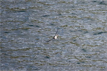 fliegender papageitaucher (lundi) in der bucht bei hafnarholmi