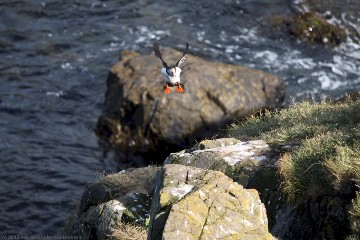 papageitaucher (lundi) im anflug in der bucht bei hafnarholmi