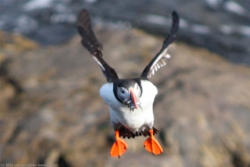 fliegender papageitaucher (lundi) in der bucht bei hafnarholmi