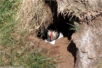papageitaucher (lundi) in seiner hoehle auf dem huegel bei hafnarholmi