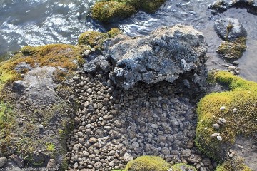 schwimmende basaltsteine im fluss hinter dem campingplatz dreki beim askja