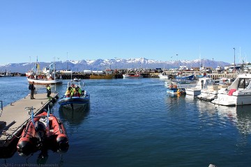 hafen von husavik